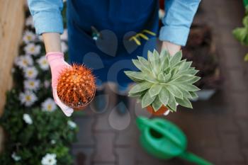 Female gardener hands with home flowers, shop for gardening. Woman sells plants in florist store, seller