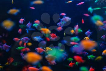 Colorful fish variety in aquarium closeup, pet store, nobody. Equipment in petshop, accessories