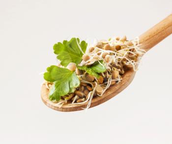 Lentil sprouts on a wooden spoon 