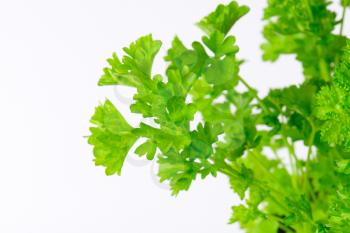 detail of fresh parsley leaves on white background