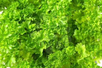 Clumps of fresh parsley - full frame