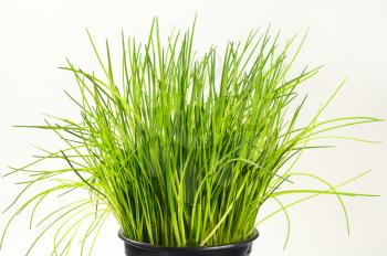 Clump of chives in pot