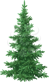 Green Christmas Spruce Fir Tree Isolated on White Background. Vector
