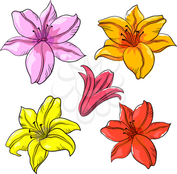 Flowers lily, multi-coloured, isolated, set. Vector