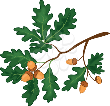 Oak branch with green leaves and acorns on a white background. Vector