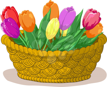 wattled basket with flowers tulips and green leaves. Vector