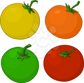 Food, vegetables, four various fresh tomatoes, isolated, vector
