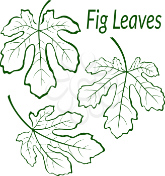 Fig Tree Green Leaves Set, Outline Contour Pictograms Isolated on White Background. Vector