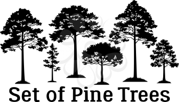Set Pine Trees Black Silhouettes Isolated on White Background. Vector