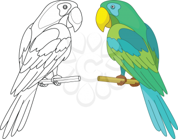 Bird parrot sits on a wooden perch, colored and black contour on white background. Vector