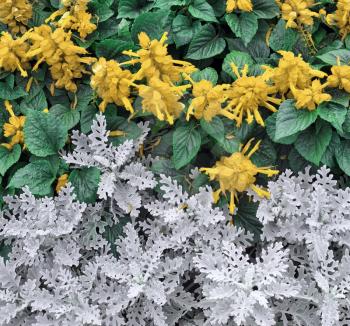 Ornamental Plants for Landscaping, Yellow Flowers and Green and White Leaves