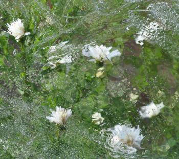 White flowers and green leaves and grass in the cold ice, natural photo