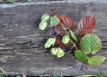 Green hops and raspberry leaves on old board