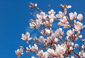 Spring Branch of a Blossoming Magnolia Tree with Pink and White Flowers and Buds on a Background of Blue Sky