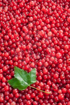 Red Currant Berries and Green Leaf. Summer July, Central Russia