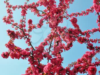 Spring Branch of a Blossoming Plum Tree with Pink Flowers and Blue Sky