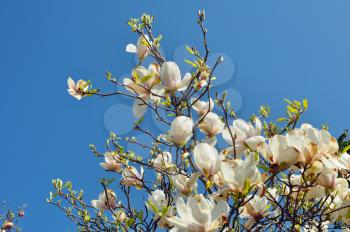 Spring Branch of a Blossoming Magnolia Tree with Pink and White Flowers and Buds on a Background of Blue Sky