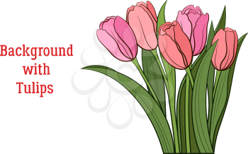 Tulips Pink and Red Flowers and Green Leaves Isolated on a White, Holiday Background. Vector