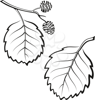 Set of Plant Pictograms, Alder Tree Leaves, Black on White. Vector