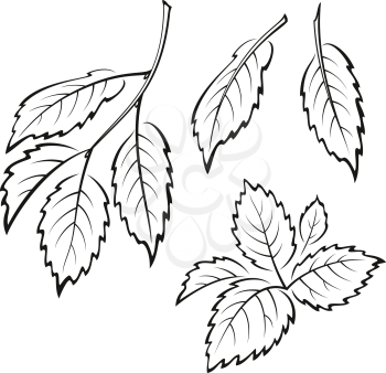Set of Plant Pictograms, Elm Tree Leaves, Black on White. Vector