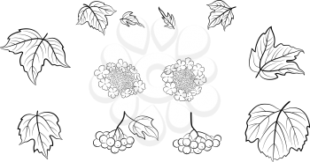 Set of Viburnum Leaves, Berries and Flowers, Black Pictograms Isolated on White. Vector