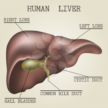Human liver anatomy illustration drawn in vintage encyclopedia style