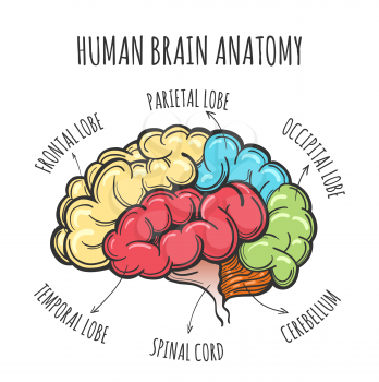 Main parts of the human brain. Human Brain in sketch style. Vector illustration