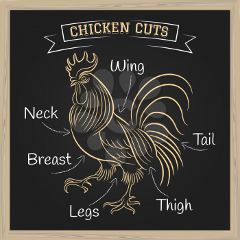 Chalkboard with a diagram of butchering rooster. Vector illustration.