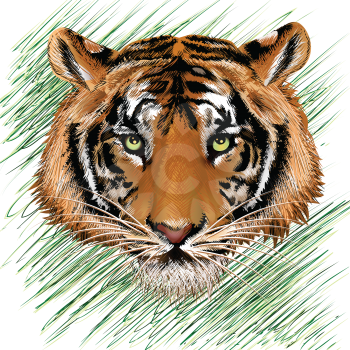 illustration with tiger head against abstract grass background drawn in pencil sketch style