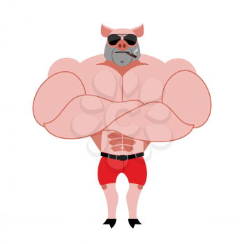 Strong pig bodybuilder with huge muscles. Farm animal athlete. Powerful animal with  cigar.