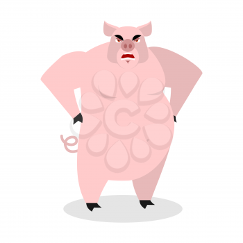 Angry pig. Aggressive wild boar.  big boar. grumpy farm animal. 