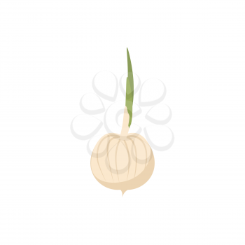 Onion isolated. bulb on white background. Useful vegetable