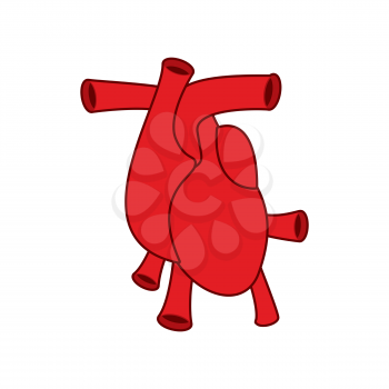 Heart anatomy icon. Atria and ventricles. Veins and arteries.  
