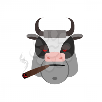 Angry bull with cigar. Ferocious muzzle cow. Evil Farm Animals
