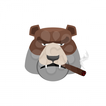 Angry bear with cigar. Aggressive Grizzly isolated
