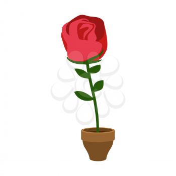 Rose in pot isolated. Home Flower. Flora on flowerpot  