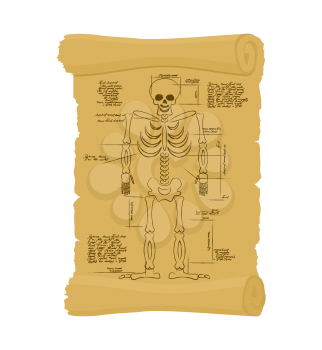 Ancient scroll of skeleton. Archaic papyrus of anatomical Structure of man. Old scheme. Secret Invention of Leonardo da Vinci. Vintage document