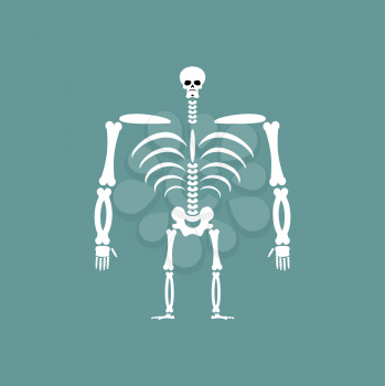 Human skeleton isolated. Skull and Bones. Spine and ribs