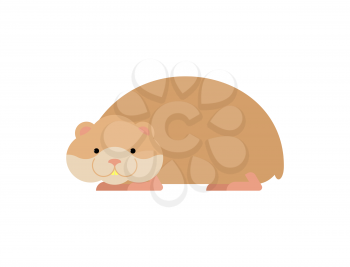 Hamster isolated. Cute pet on white background. Home rodent
