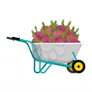 Wheelbarrow and beet. vegetables in garden trolley. big harvest Vector Illustration