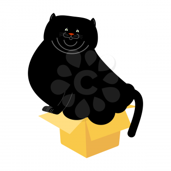 Fat Cat in small box isolated. Home pet in cardboard box. Vector illustration
