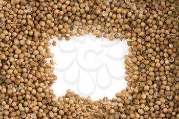 coriander spices isolated on white background