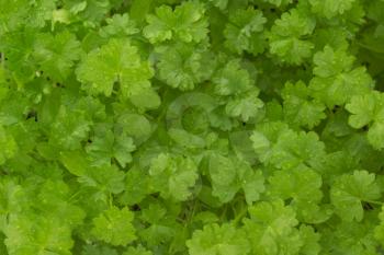 fresh green parsley as background texture