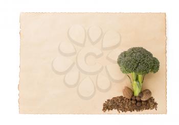 broccoli and spices isolated  on white background