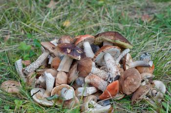Bunch of mushrooms. Catch mushrooms per day - a bucket.