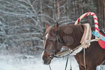 The horse harnessed in sledge in the winter wood.