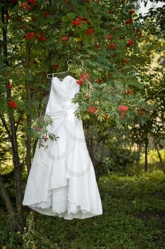 Wedding dress of the bride on a mountain ash bush.