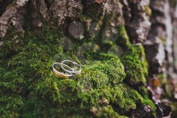 Wedding rings lie on green moss at the foot of the tree.