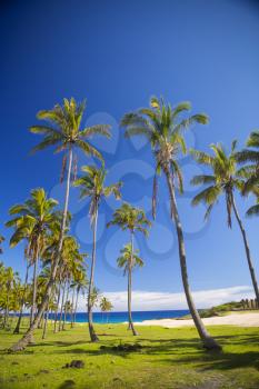palms on the beach of Easter Island. sunny weather