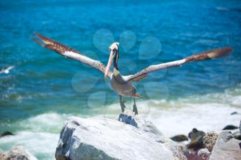 pelican . bird living on the ocean. America